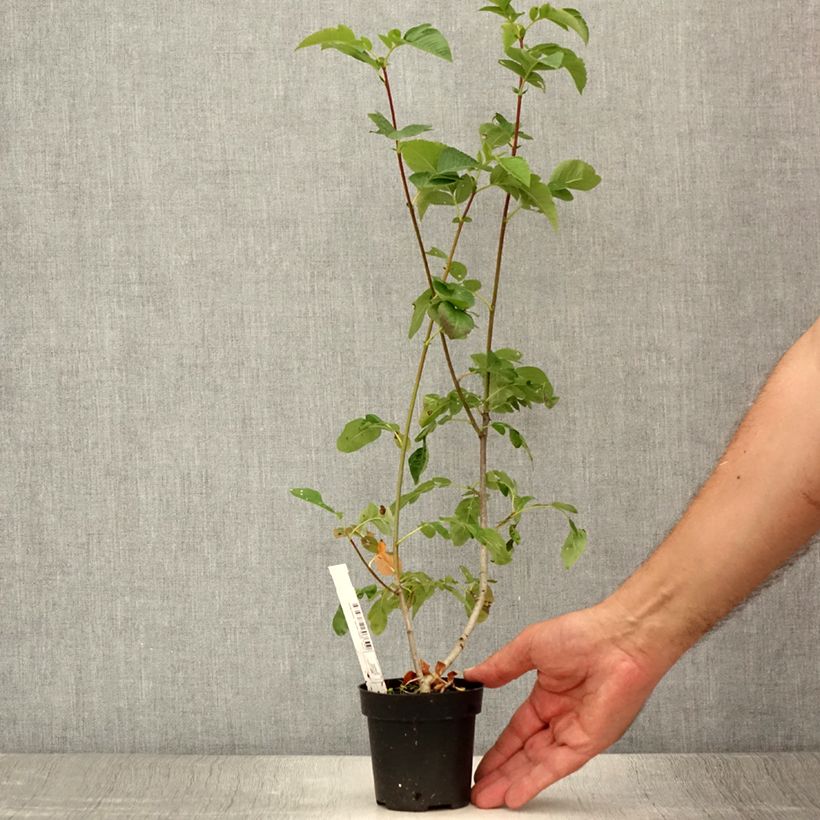 Exemplaar van Sorbus Burka - Sorbier Kweekpotje van 8/9 cm zoals geleverd in de zomer