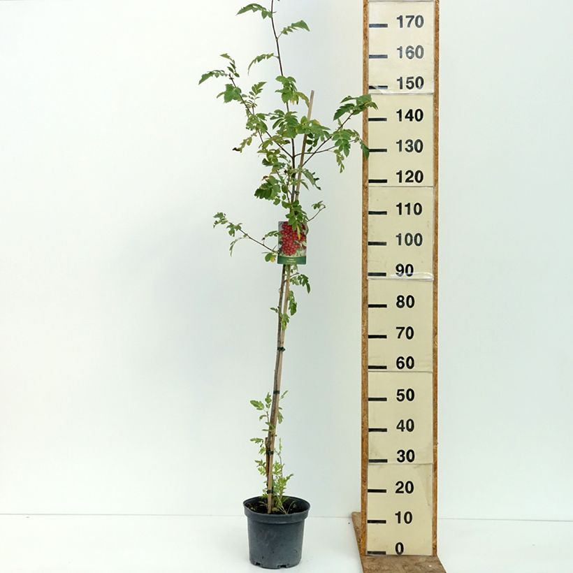 Exemplaar van Crataegosorbus Granatnaja Pot van 4 l/5 l zoals geleverd in de zomer