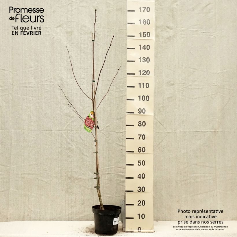 Exemplaar van Sorbier hybride - Sorbus Grananatnaja (Granatnaja) Pot de 4L/5L zoals geleverd in de winter