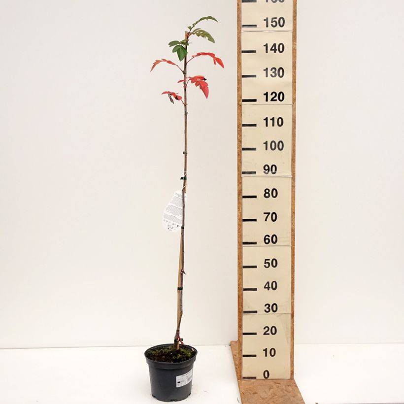 Exemplaar van Sorbus Rubinowaja - Lijsterbes Pot van 4 l/5 l zoals geleverd in de herfst