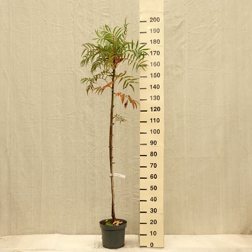 Exemplaar van Sorbus commixta Dodong Olympic Flame - Lijsterbes Pot van 7,5 l/10 l, Kroonhoogte zoals geleverd in de herfst