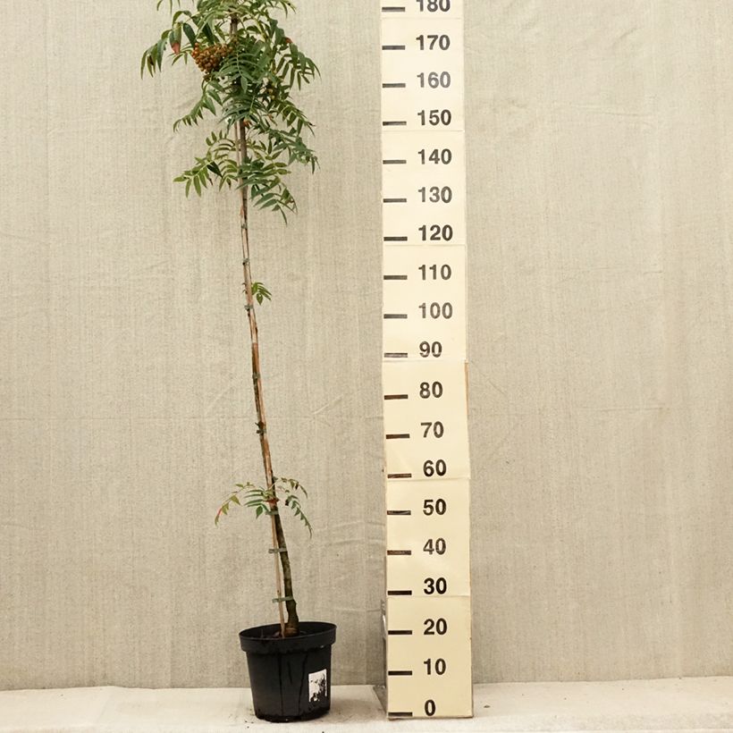 Exemplaar van Sorbus commixta Dodong Olympic Flame - Lijsterbes Pot van 7,5 l/10 l, Kroonhoogte zoals geleverd in de zomer