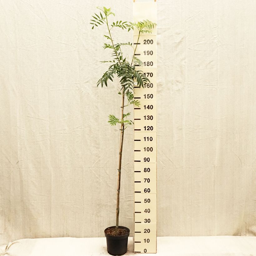 Exemplaar van Sorbus commixta Dodong Olympic Flame - Lijsterbes Pot van 7,5 l/10 l, Kroonhoogte zoals geleverd in de lente