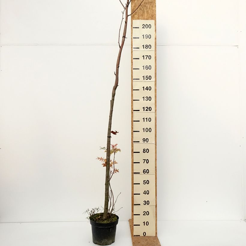 Exemplaar van Sorbus filipes - Lijsterbes Pot van 4 l/5 l, Stengel zoals geleverd in de herfst