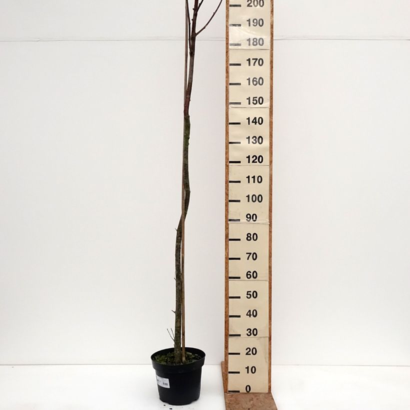 Exemplaar van Sorbus filipes - Lijsterbes Pot van 4 l/5 l, Stengel zoals geleverd in de winter