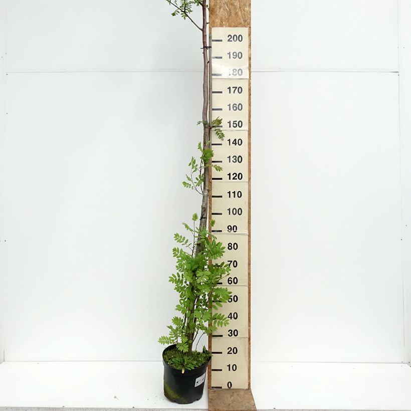 Exemplaar van Sorbus filipes - Lijsterbes Pot van 4 l/5 l, Stengel zoals geleverd in de lente