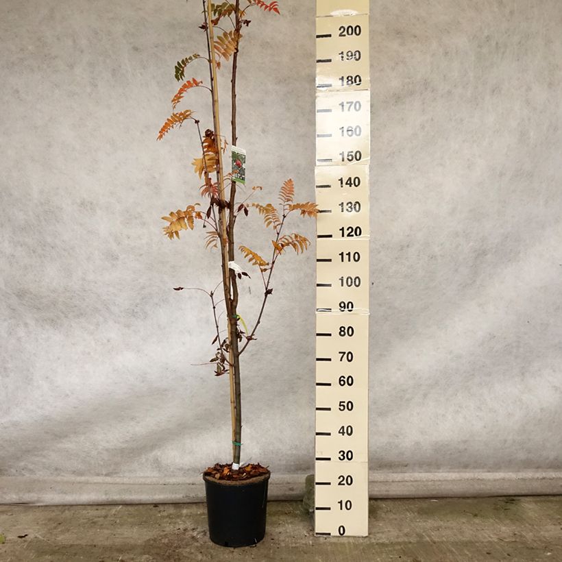 Exemplaar van Sorbus arnoldiana Pink Veil - Lijsterbes Pot van 4 l/5 l, Stengel zoals geleverd in de herfst