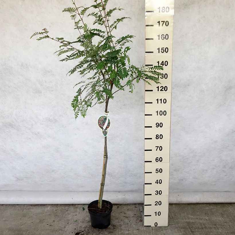 Exemplaar van Sorbus arnoldiana Pink Veil - Lijsterbes Pot van 4 l/5 l, Stengel zoals geleverd in de zomer