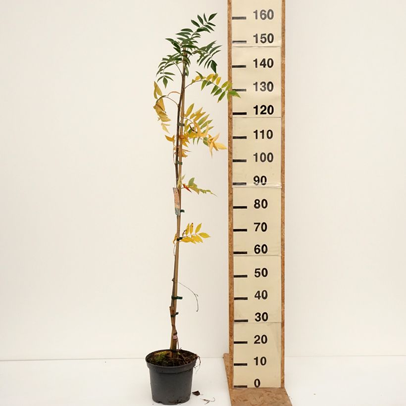 Exemplaar van Sorbus Copper Glow - Lijsterbes Pot van 4 l/5 l zoals geleverd in de herfst