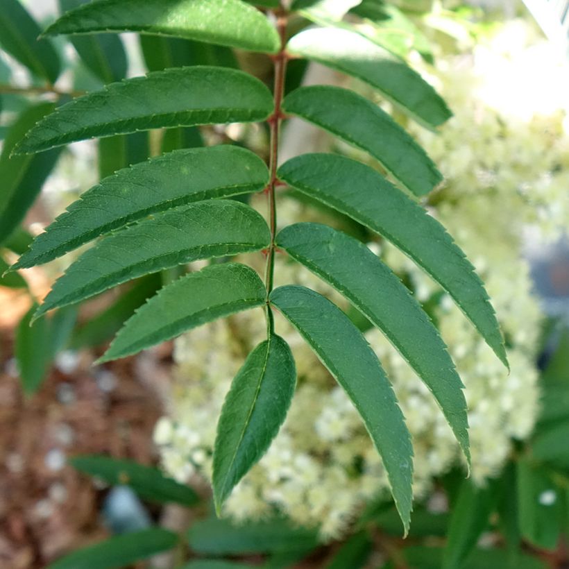 Sorbus aucuparia Autumn Spire - Wilde lijsterbes (Blad)
