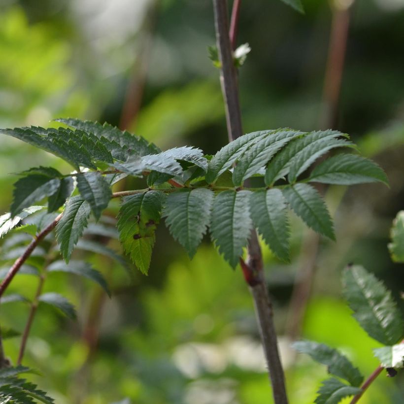 Sorbus aucuparia - Wilde lijsterbes (Blad)