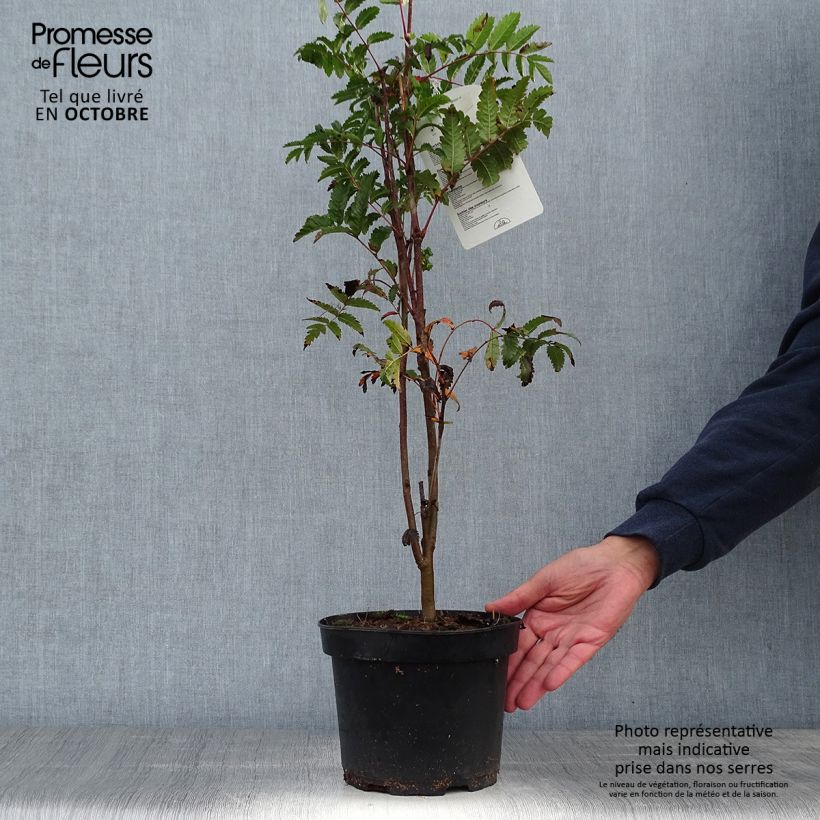 Exemplaar van Sorbus aucuparia - Wilde lijsterbes Pot van 2 l/3 l zoals geleverd in de herfst