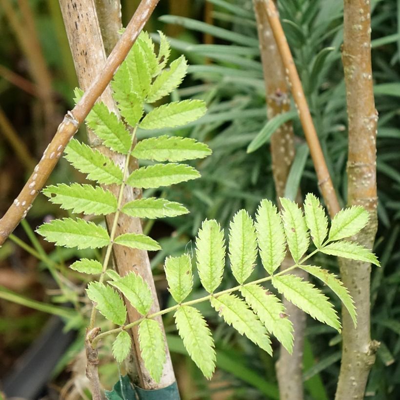 Sorbus matsumurana - Lijsterbes (Blad)