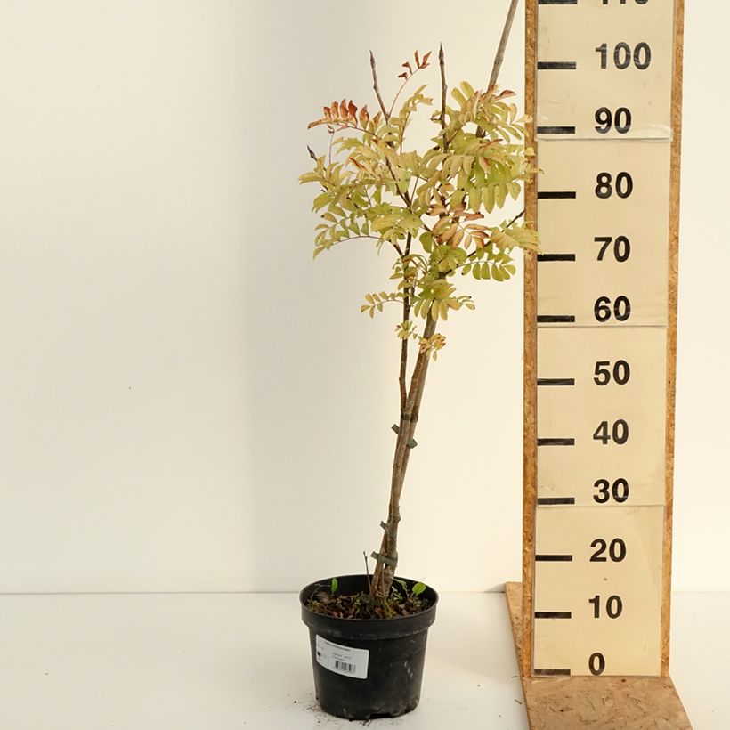 Exemplaar van Sorbus matsumurana - Lijsterbes Pot van 4 l/5 l, Stengel zoals geleverd in de zomer