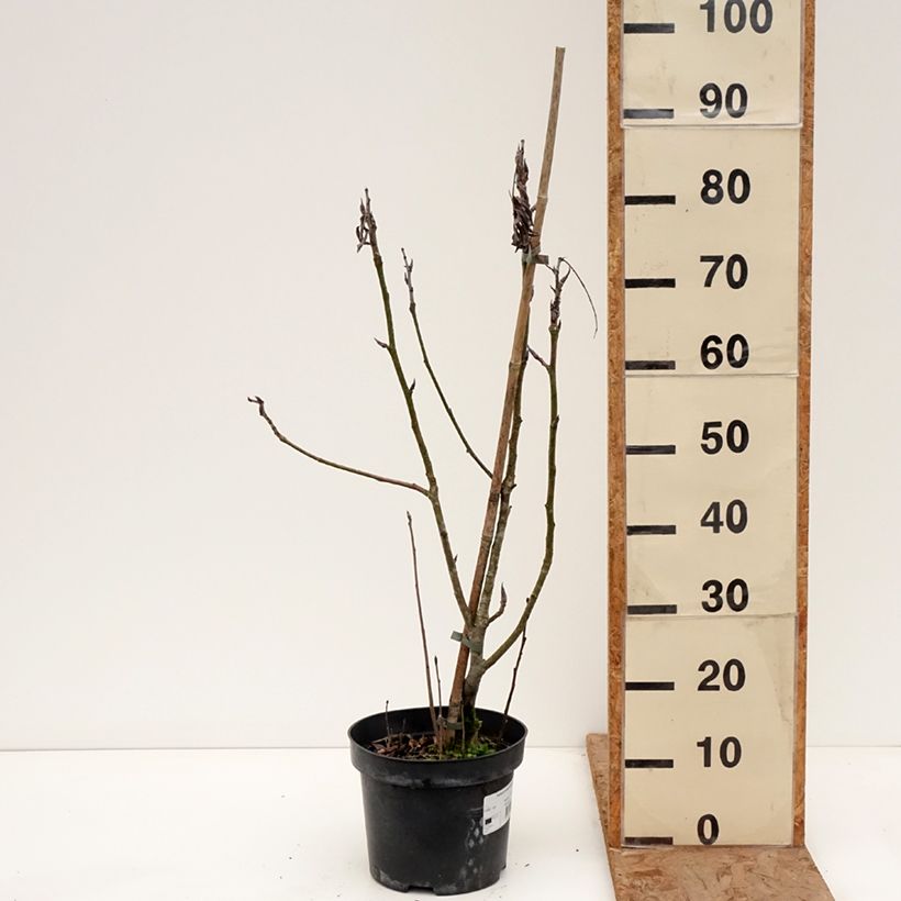 Exemplaar van Sorbus matsumurana - Lijsterbes Pot van 4 l/5 l, Stengel zoals geleverd in de winter