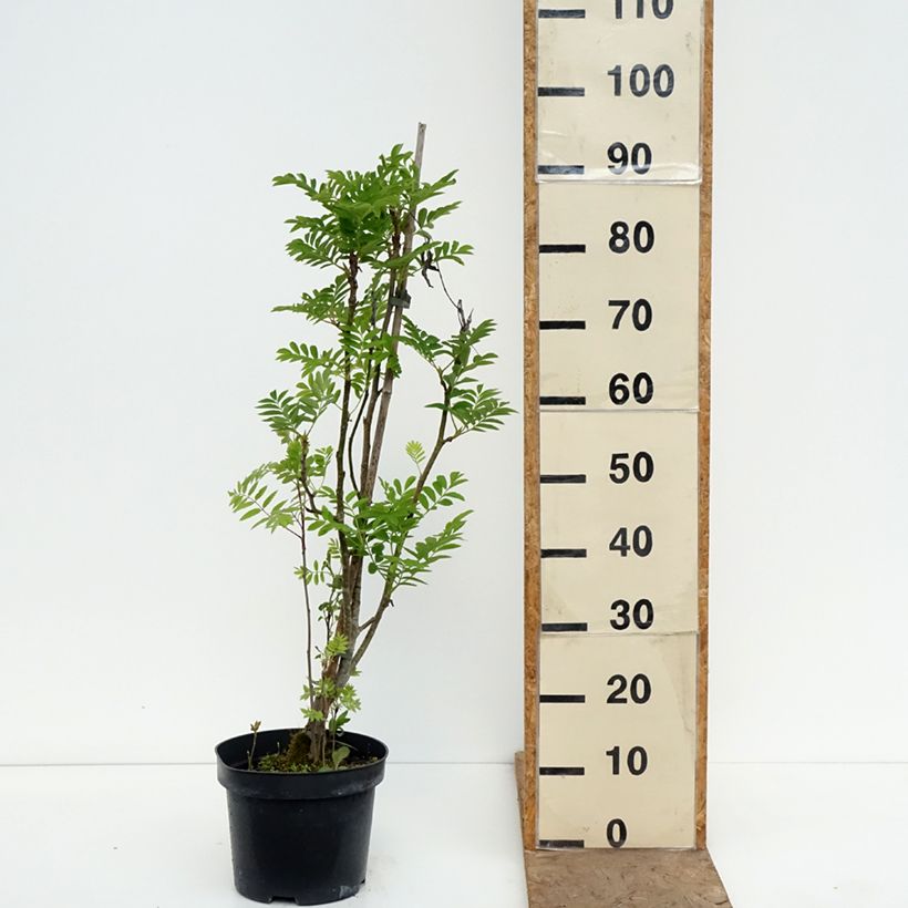 Exemplaar van Sorbus matsumurana - Lijsterbes Pot van 4 l/5 l, Stengel zoals geleverd in de lente