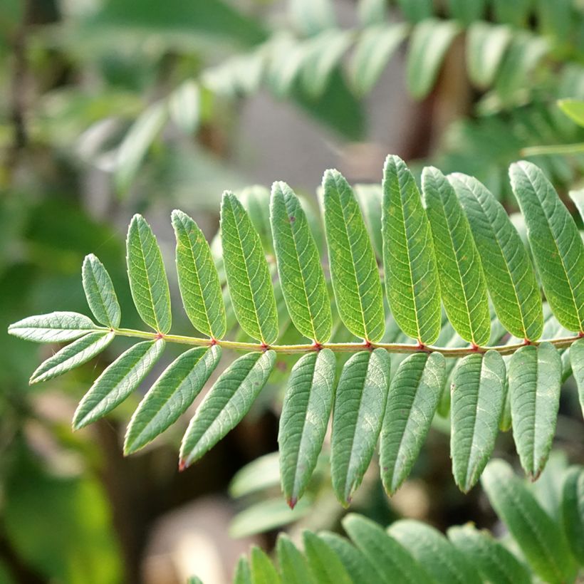 Sorbus scalaris - Chinese lijsterbes (Blad)
