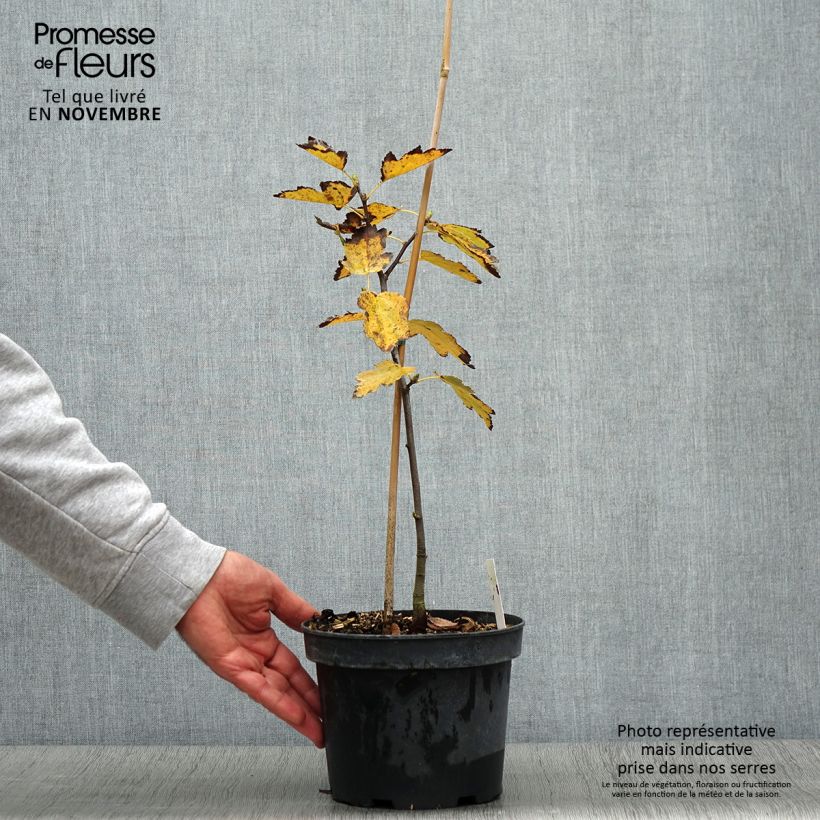 Exemplaar van Sorbus torminalis - Viltige meidoorn Pot van 3 l/4 l zoals geleverd in de herfst