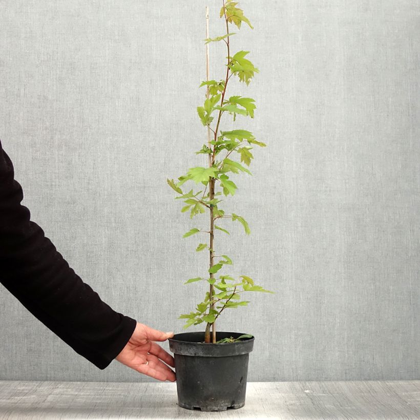 Exemplaar van Sorbus torminalis - Viltige meidoorn Pot van 3 l/4 l zoals geleverd in de lente