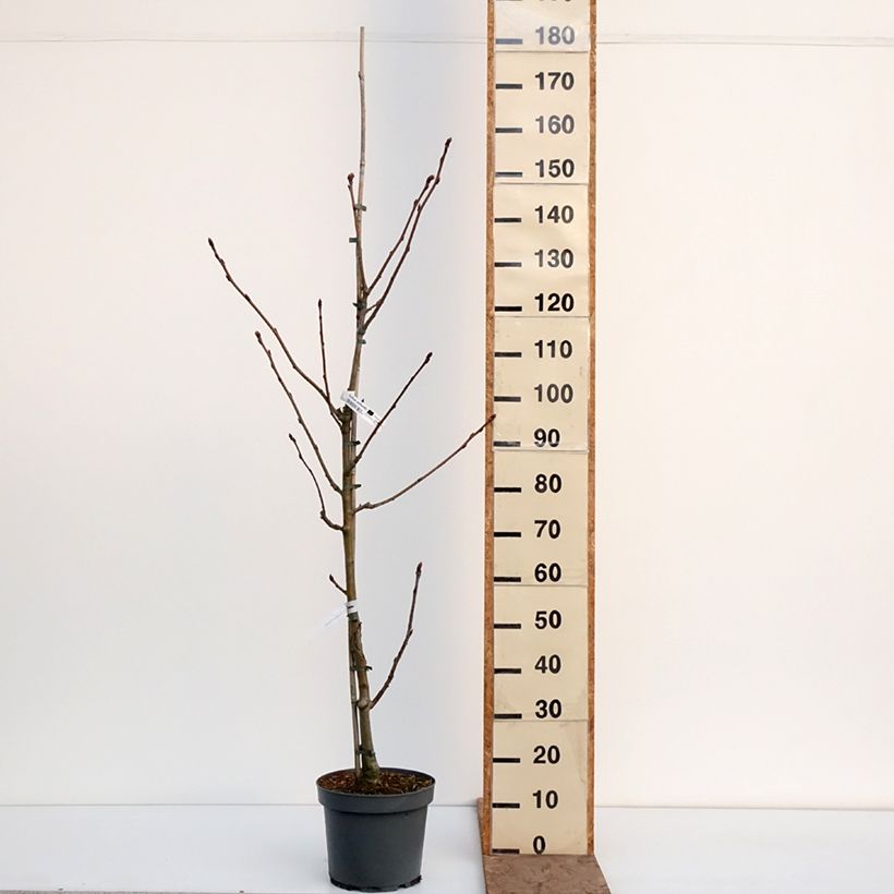 Example of Sorbus wilfordii - Lijsterbes Pot van 7,5 l/10 l as you get in hiver