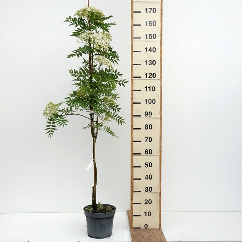 Exemplaar van Sorbus wilfordii - Lijsterbes Pot van 7,5 l/10 l zoals geleverd in de lente