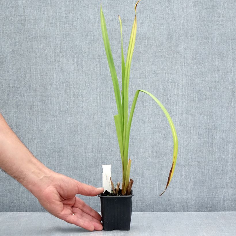 Exemplaar van Sparganium erectum - Grote egelskop Kweekpotje van 8/9 cm zoals geleverd in de zomer