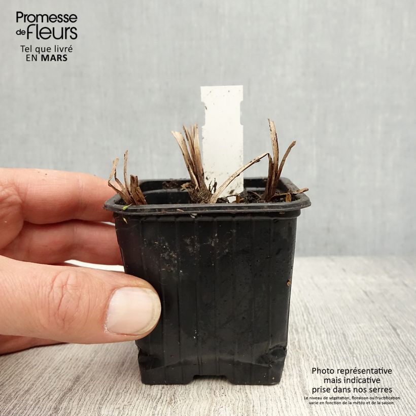 Exemplaar van Sparganium erectum - Grote egelskop Kweekpotje van 8/9 cm zoals geleverd in de lente