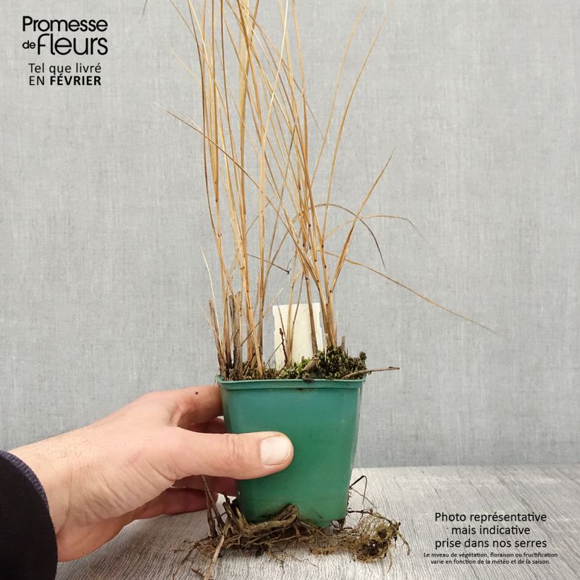 Exemplaar van Spartina pectinata Aureomarginata - Spartine pectinée panachée Godet de 8/9 cm zoals geleverd in de winter