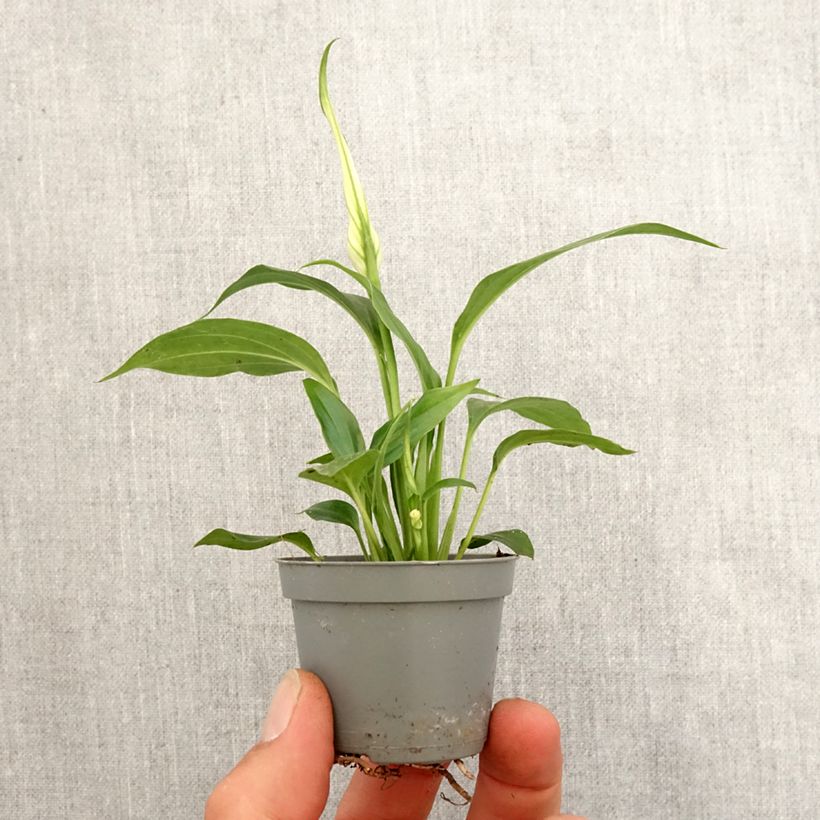 Exemplaar van Spathiphyllum Tanni - Lepelplant Mini-kamerplanten zoals geleverd in de lente