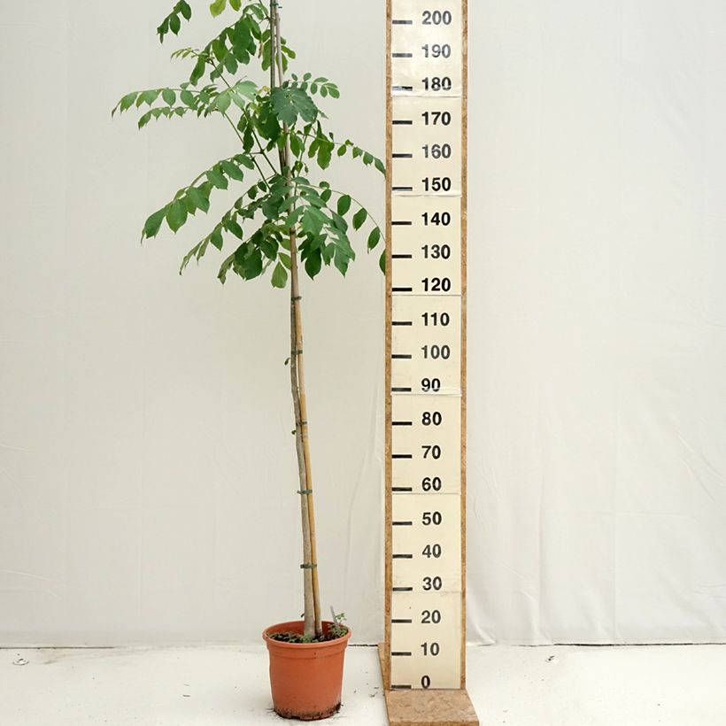 Exemplaar van Spathodea campanulata - Afrikaanse tulpenboom Pot van 7,5 l/10 l zoals geleverd in de zomer