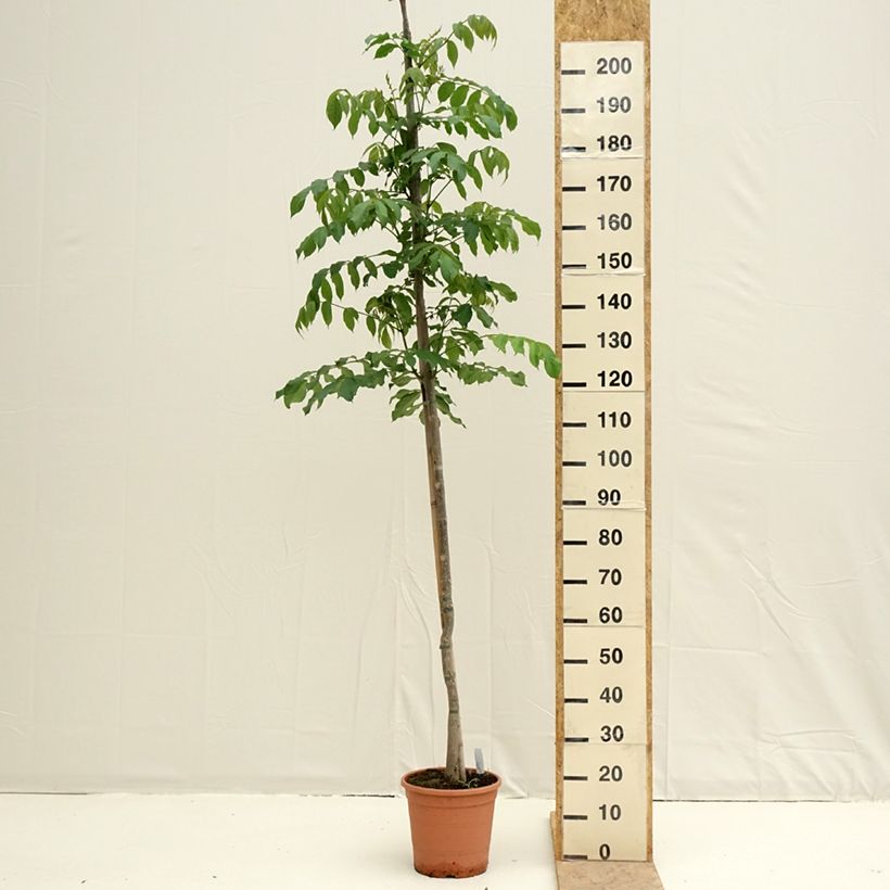 Exemplaar van Spathodea campanulata - Afrikaanse tulpenboom Pot van 7,5 l/10 l zoals geleverd in de lente