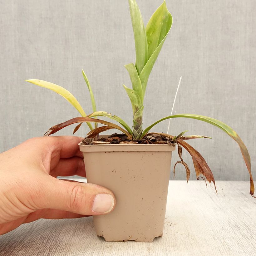 Exemplaar van Speirantha convallarioides - Chinese lelietje-van-dalen Kweekpotje van 8/9 cm zoals geleverd in de lente