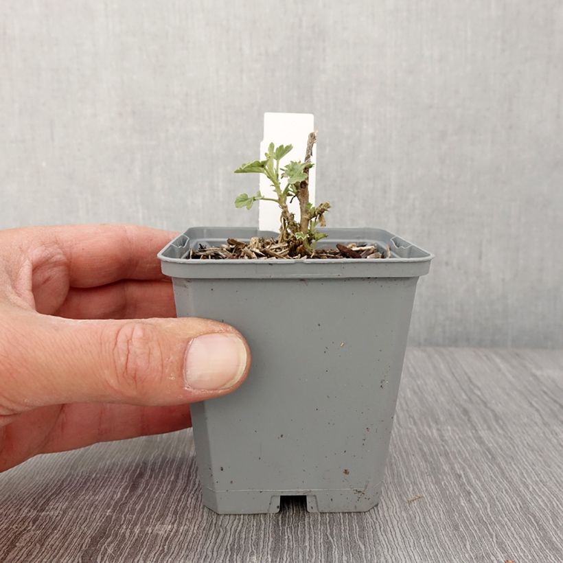 Exemplaar van Sphaeralcea Charmeuse - Knotsmalva Kweekpotje van 8/9 cm zoals geleverd in de lente