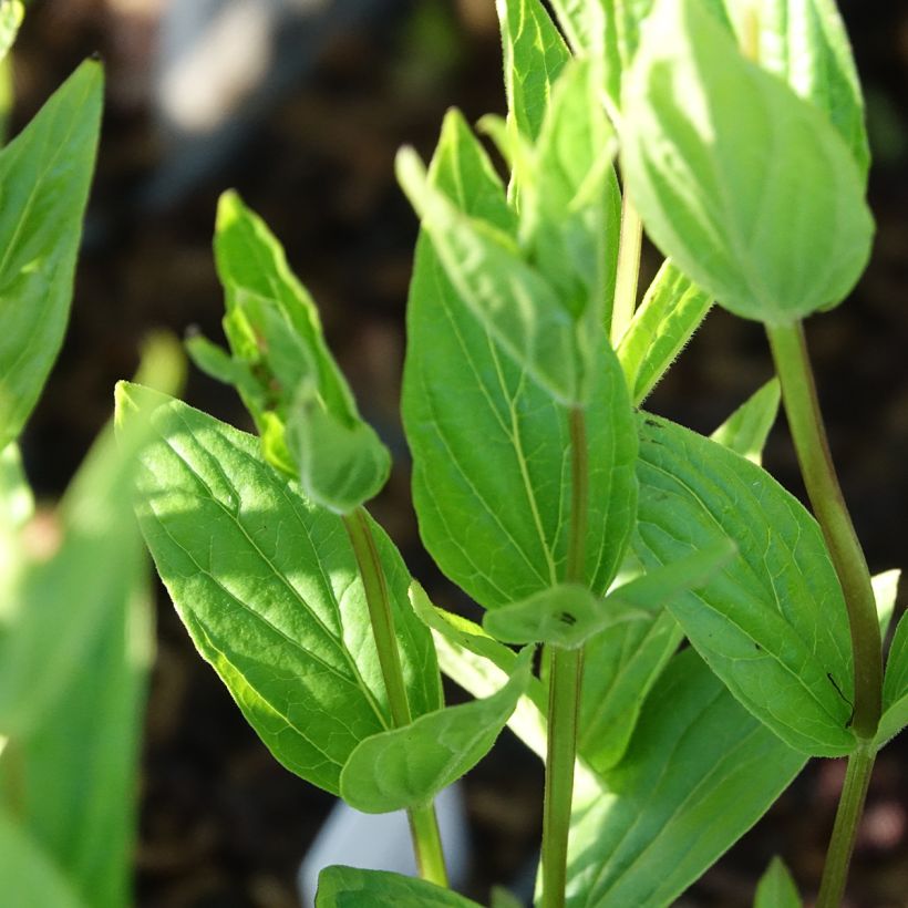 Spigelia marilandica - Vuurgentiaan (Blad)