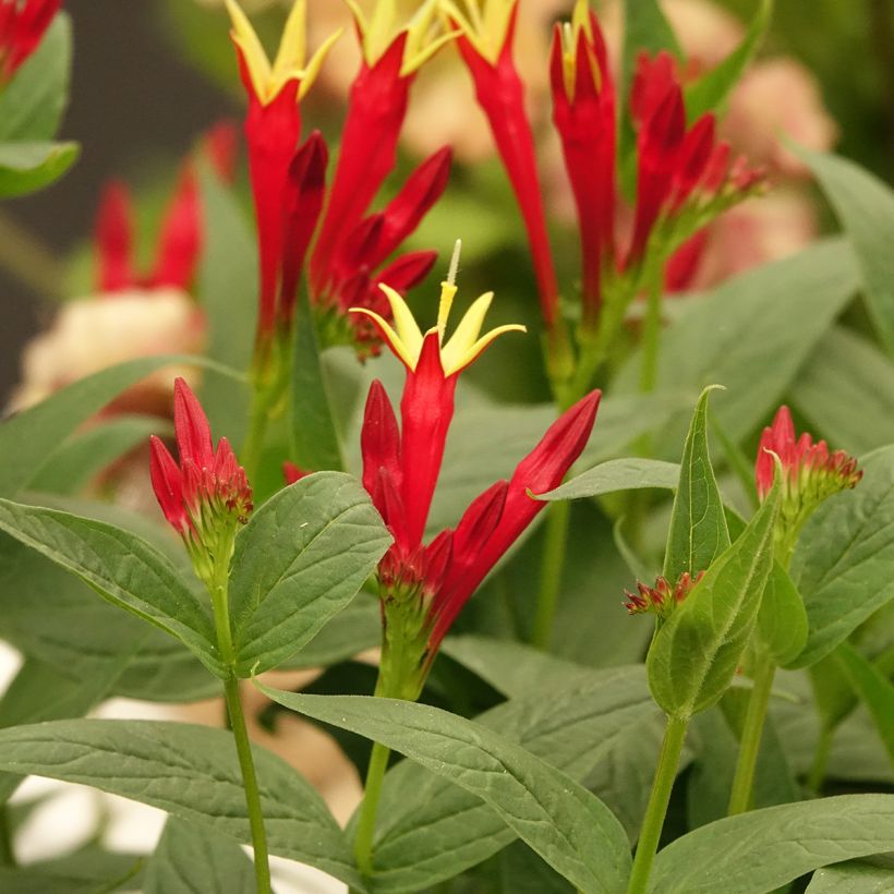 Spigelia marilandica - Vuurgentiaan (Bloei)