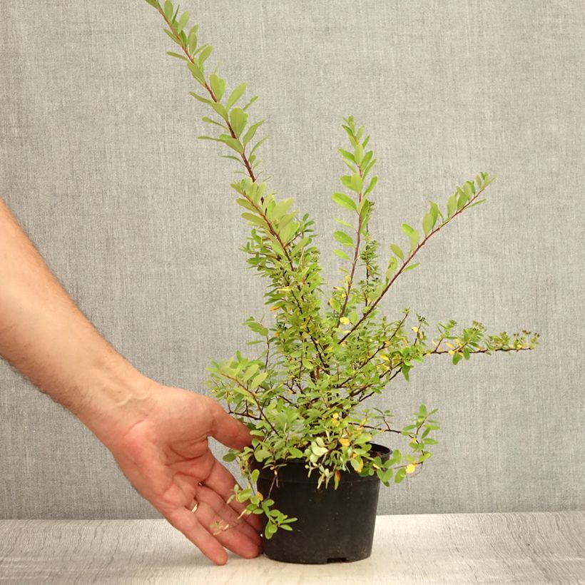 Exemplaar van Spiraea arguta - Spierstruik Pot van 1 l/1,5 l zoals geleverd in de zomer