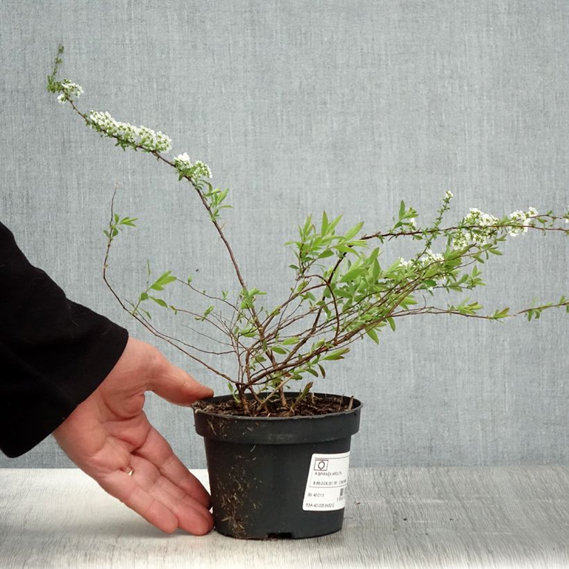 Example of Spiraea arguta - Spierstruik Pot van 1 l/1,5 l as you get in printemps