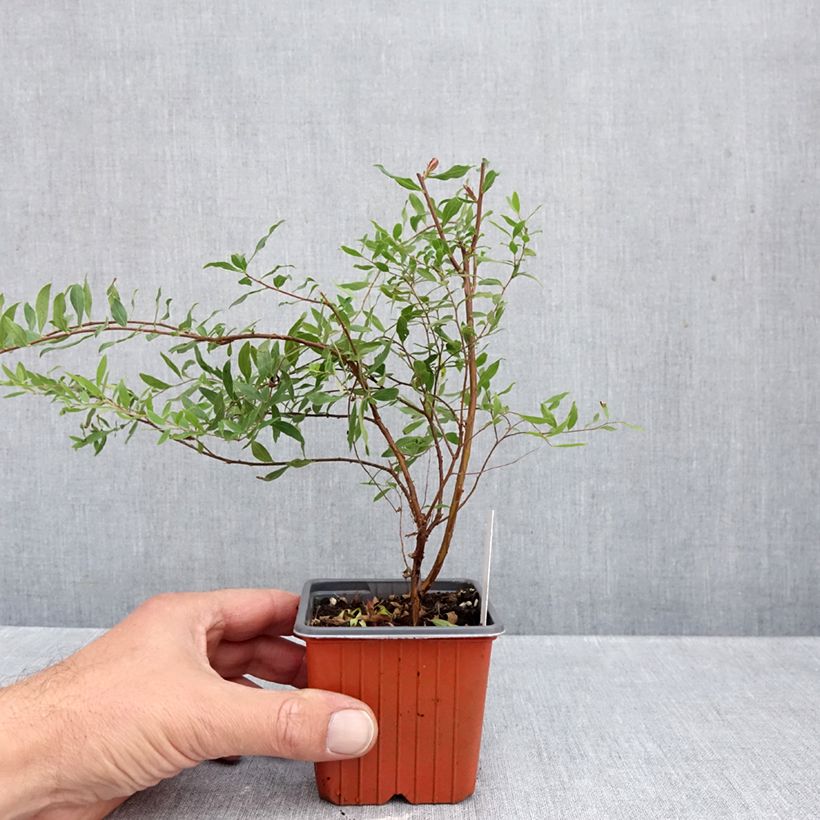 Exemplaar van Spiraea arguta - Spierstruik Kweekpotje van 8/9 cm zoals geleverd in de herfst