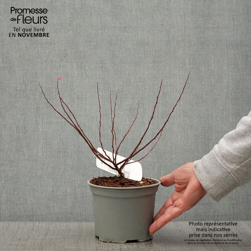 Exemplaar van Spiraea betulifolia Island - Spirée à feuilles de bouleau Pot de 2L/3L zoals geleverd in de herfst