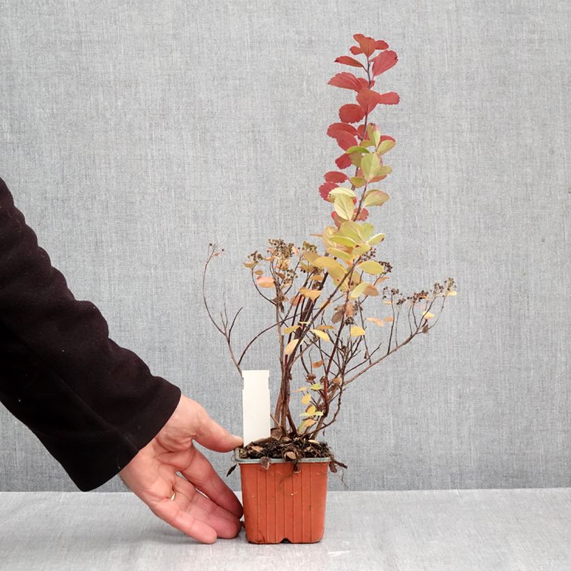 Exemplaar van Spiraea betulifolia Island - Spierstruik Kweekpotje van 8/9 cm zoals geleverd in de herfst