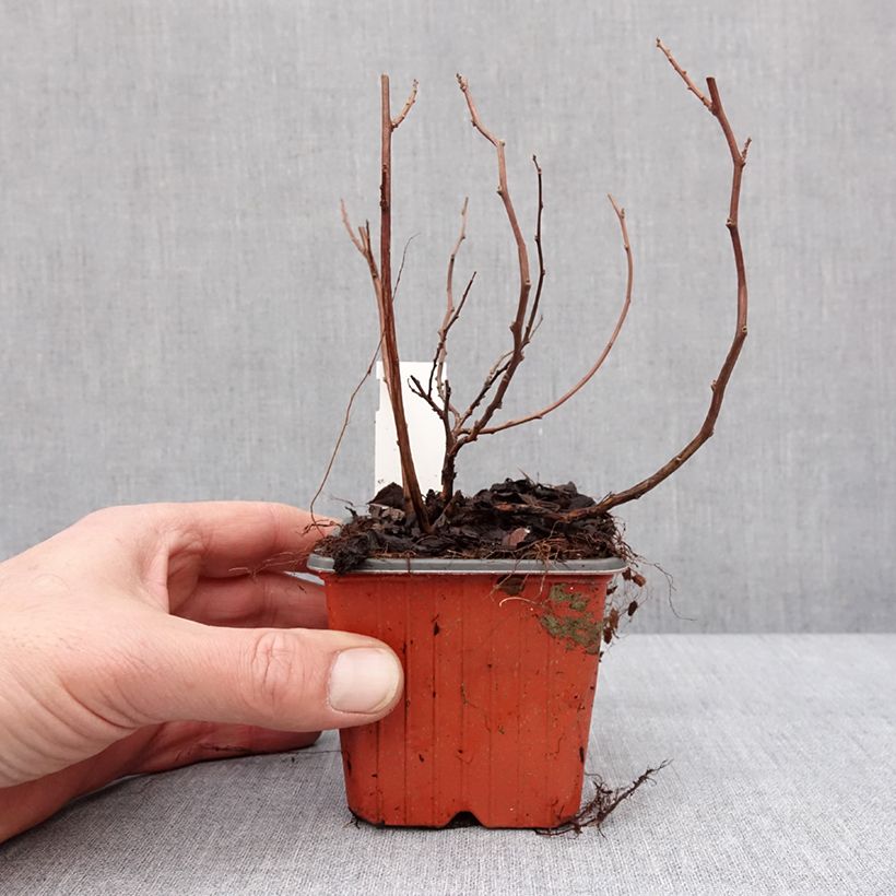 Exemplaar van Spiraea betulifolia Island - Spirée à feuilles de bouleau Godet de 8/9 cm zoals geleverd in de winter