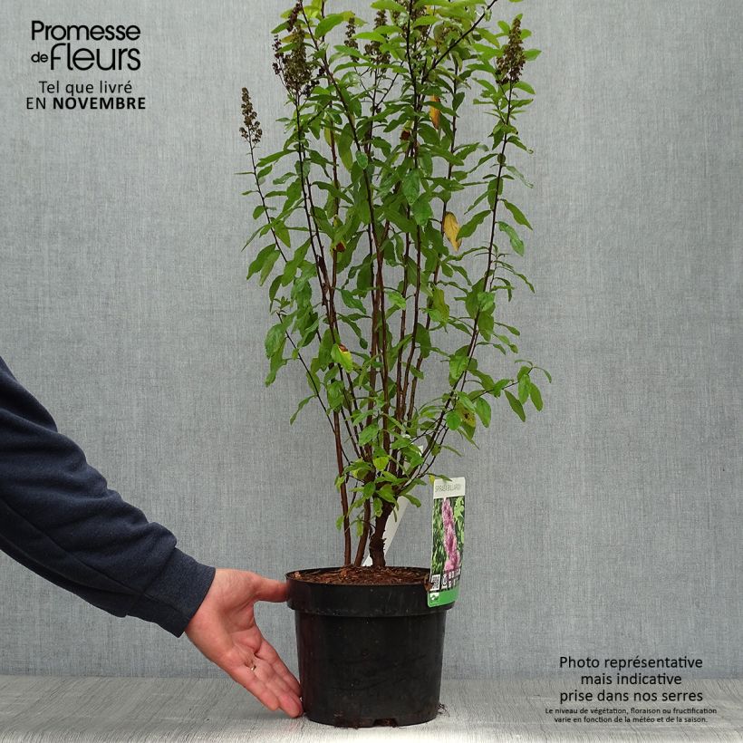 Exemplaar van Spiraea billardii - Spierstruik Pot van 3 l/4 l zoals geleverd in de herfst