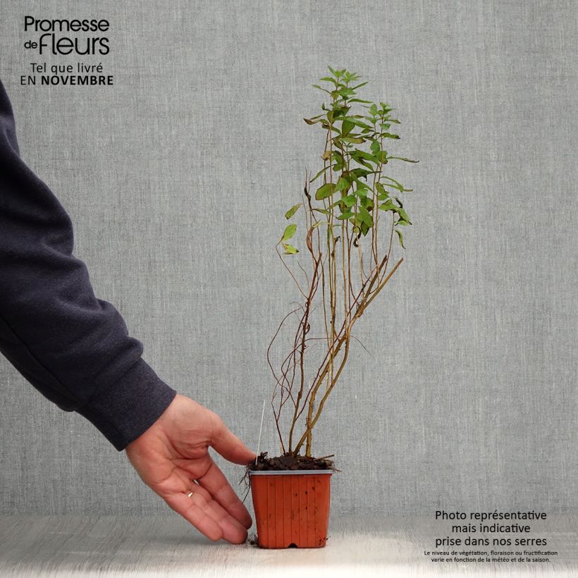 Exemplaar van Spiraea billardii - Spierstruik Kweekpotje van 8/9 cm zoals geleverd in de herfst