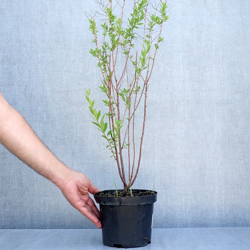 Exemplaar van Spiraea billardii - Spierstruik Pot van 3 l/4 l zoals geleverd in de zomer