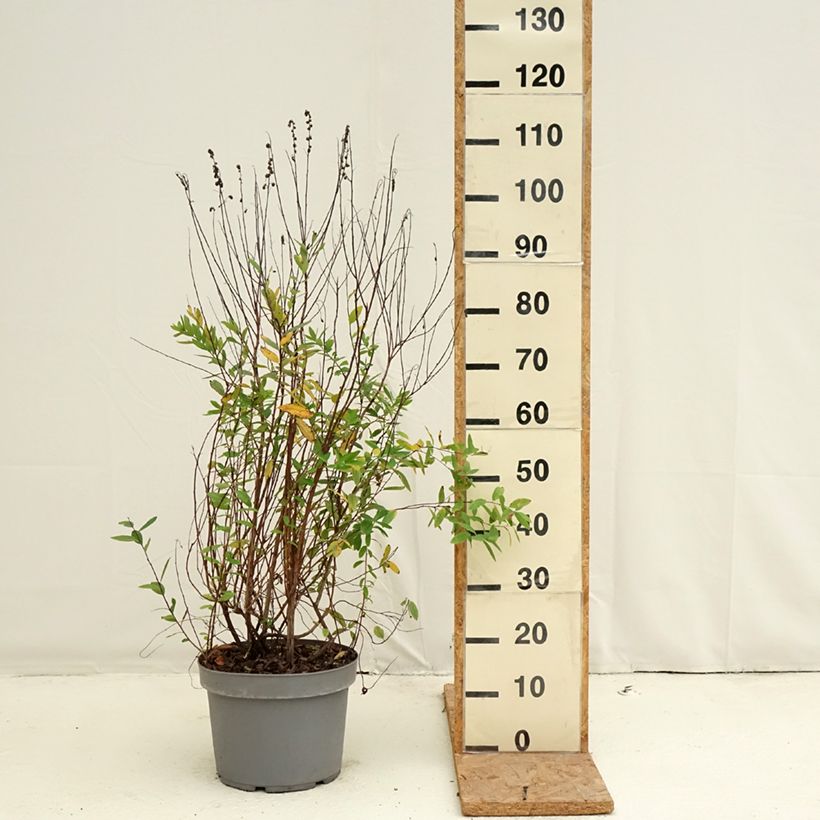 Exemplaar van Spiraea billardii - Spierstruik Pot van 7,5 l/10 l zoals geleverd in de herfst