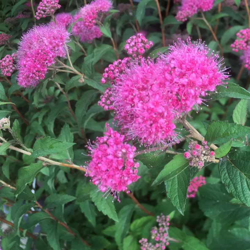 Spiraea bumalda Superstar - Spierstruik (Bloei)