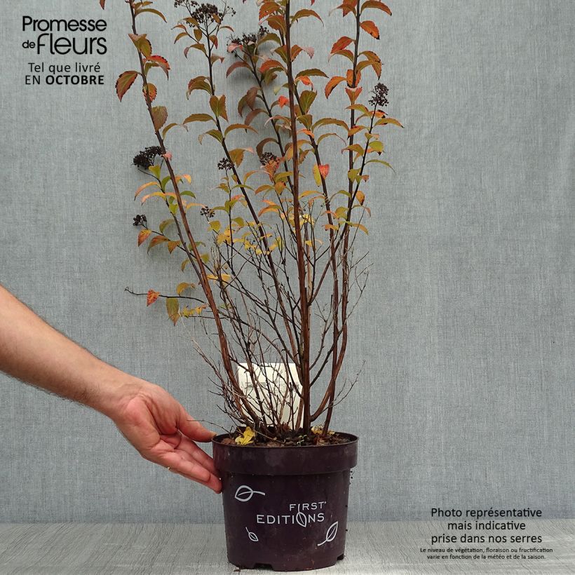 Exemplaar van Spiraea bumalda Superstar - Spierstruik Pot van 3 l/4 l zoals geleverd in de herfst