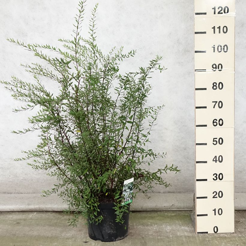Exemplaar van Spiraea cinerea Graciosa - Spierstruik dentelée Pot van 7,5 l/10 l zoals geleverd in de zomer