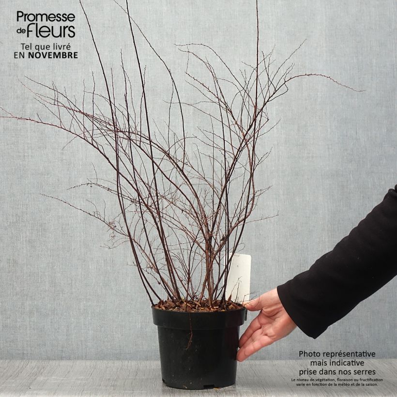 Exemplaar van Spiraea cinerea Graciosa - Spierstruik dentelée Pot van 2 l/3 l zoals geleverd in de herfst