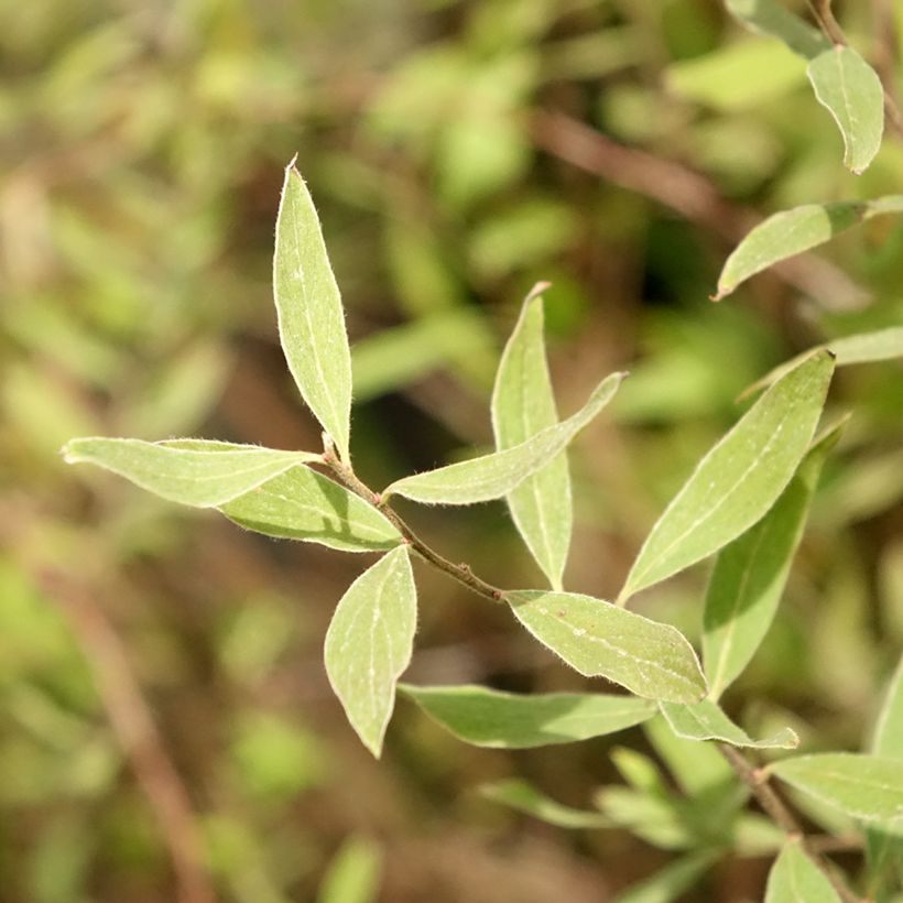 Spiraea cinerea Graciosa - Spierstruik dentelée (Blad)
